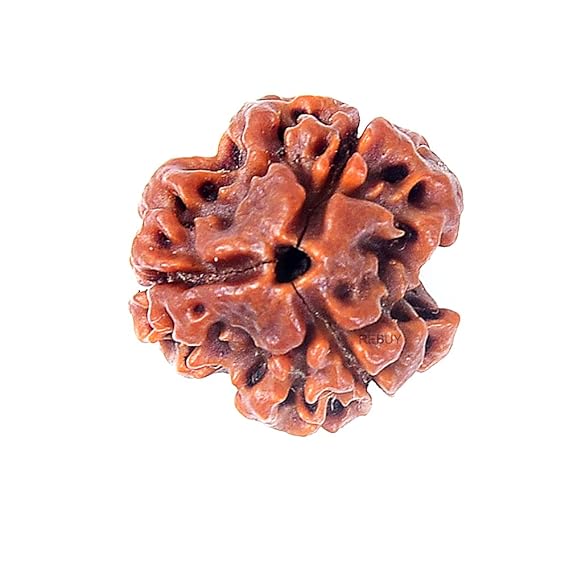 3 faced Rudraksha