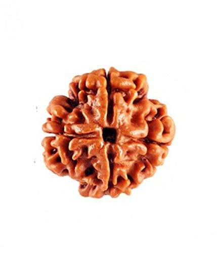 4 Faced Rudraksha