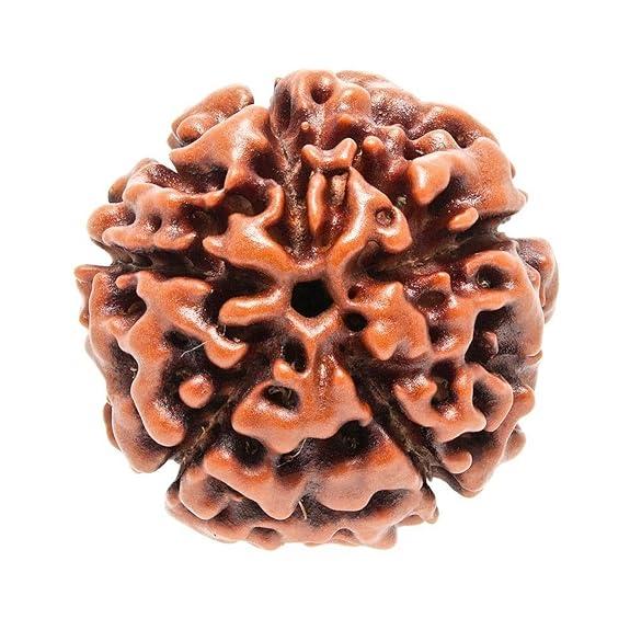 5 faces of Rudraksha