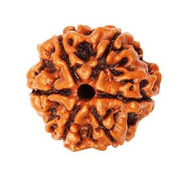 6 faces of Rudraksha