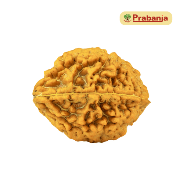 2 Faced Rudraksha