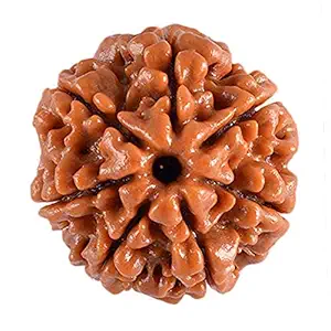 Rudraksha